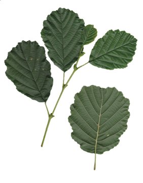 natural alder (jelše) - futons.cz