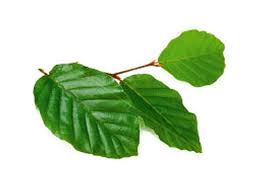 natural beech (buk)