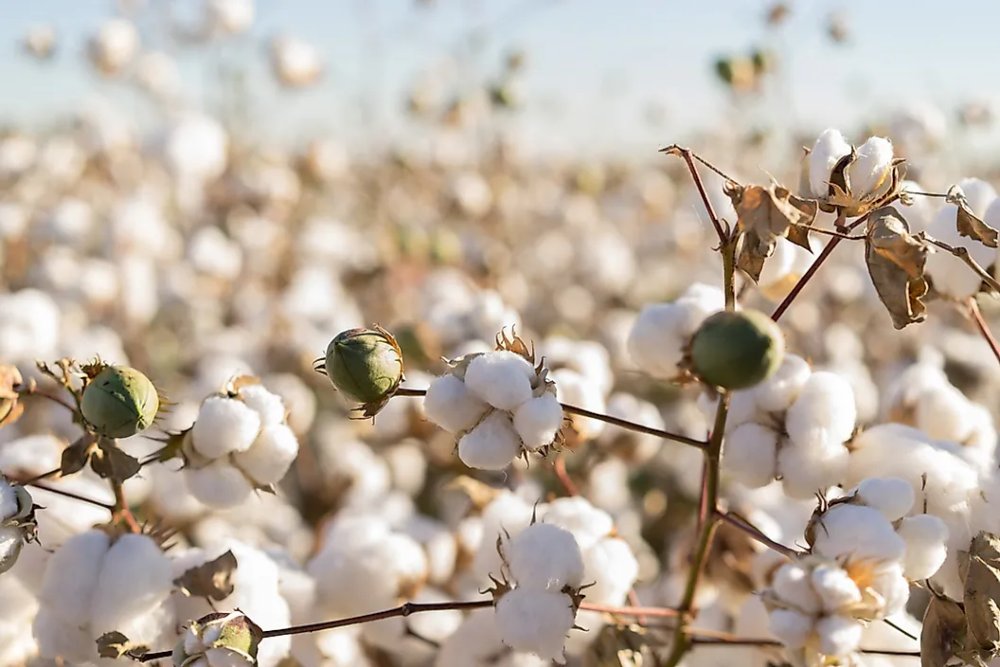 futóny bavlnené (cotton) - farba futonu - black