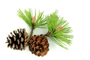 natural pine (borovice) - masív