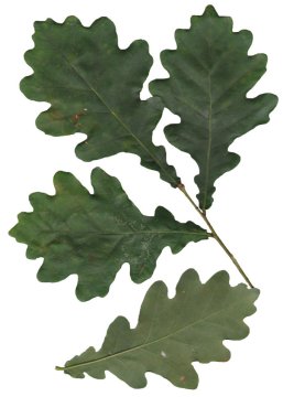 natural oak (dub) - vyrábame atypy