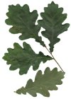 natural oak (dub)