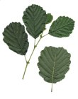 natural alder (jelše)