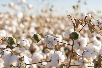 futóny bavlnené (cotton) - farba natural skladom